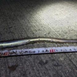 小ぶりのアナゴ