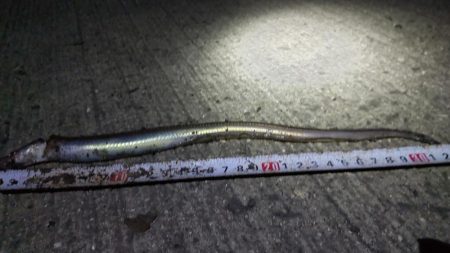 小ぶりのアナゴ