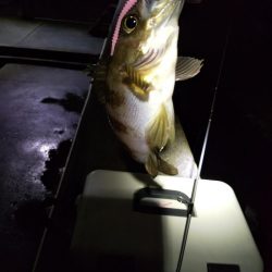 メバルよ今夜もありがとう