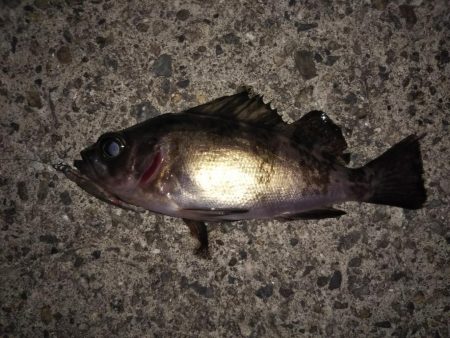 今日はチビメバルの数釣り