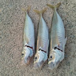 久々のサビキ釣り