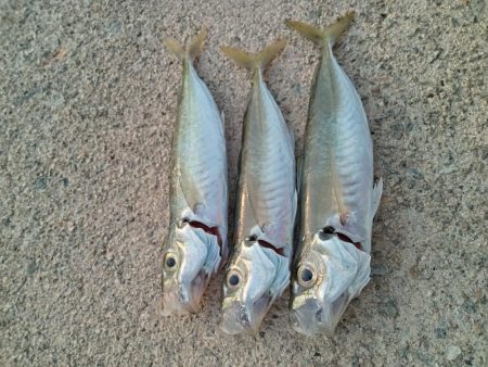 久々のサビキ釣り