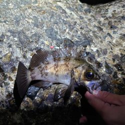 メバルを狙って