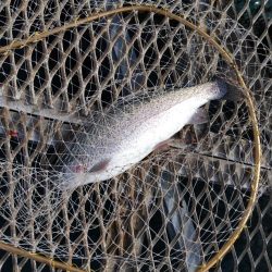 小島養魚場でトラウトサーモン狙い☆