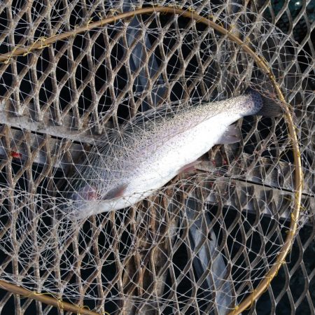 小島養魚場でトラウトサーモン狙い☆