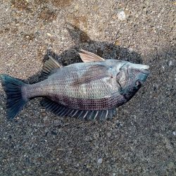 チヌ釣り