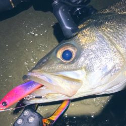 ドブ川はハク絨毯