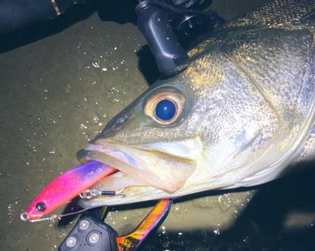 ドブ川はハク絨毯