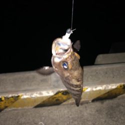 メバルの注文承りました。