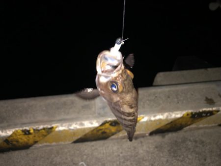 メバルの注文承りました。