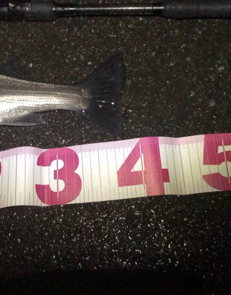 チーバスでした