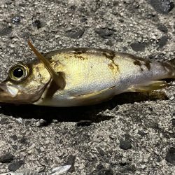 アオリ調査の筈が