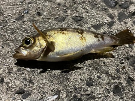 アオリ調査の筈が