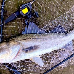 ドブ川の春はハクパターンから