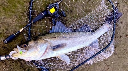 ドブ川の春はハクパターンから