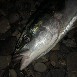 高知遠征で青物