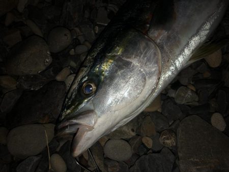 高知遠征で青物