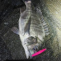 シーバス、キビレ