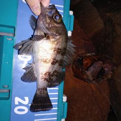 フォールでメバル、ガシラ