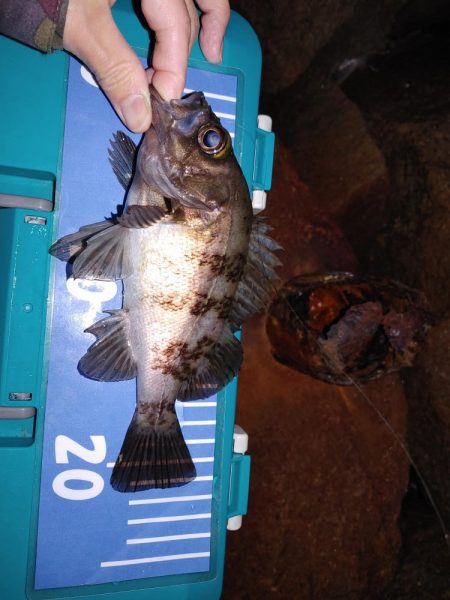 フォールでメバル、ガシラ