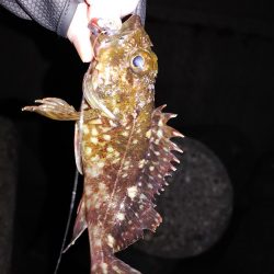 メバリングでのガシラ