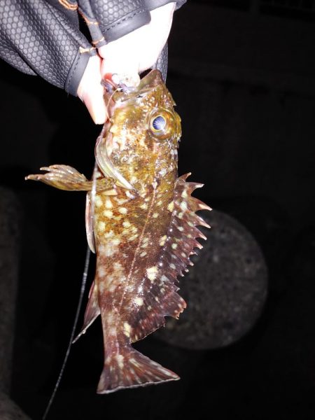 メバリングでのガシラ