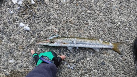 でかカマス入れ食い