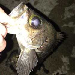 久々のメバリング