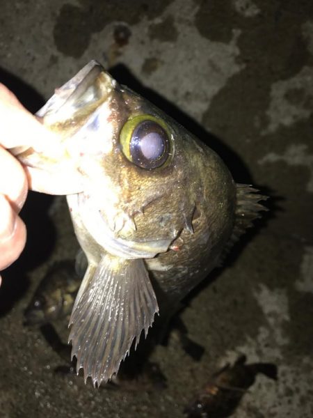 久々のメバリング