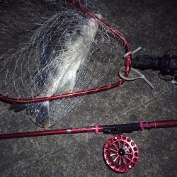 2022/03/02 南港ヘチ釣り釣行