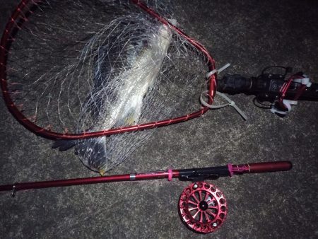 2022/03/02 南港ヘチ釣り釣行