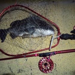 2022/03/04 南港ヘチ釣り釣行