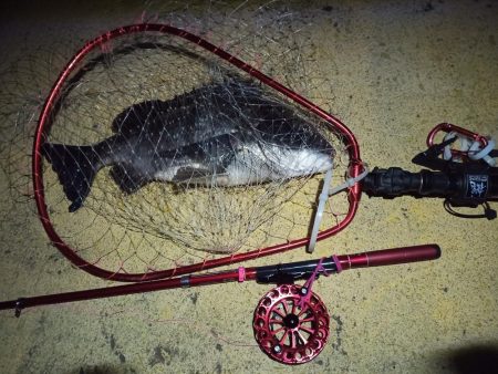 2022/03/04 南港ヘチ釣り釣行