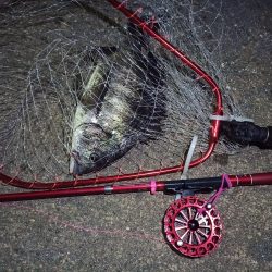 2022/03/06 南港ヘチ釣り釣行