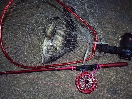 2022/03/06 南港ヘチ釣り釣行