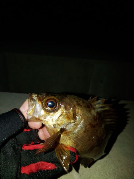 フロートゲーム～