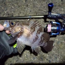 2022/03/07 南港ライトゲーム釣行