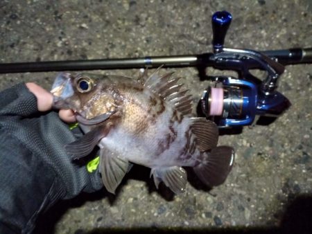 2022/03/07 南港ライトゲーム釣行