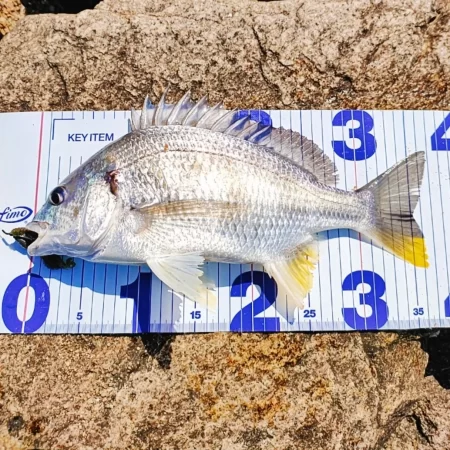 早春のキビレゲーム