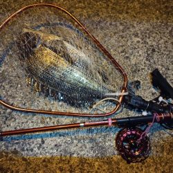 2022/03/12 南港ヘチ釣り釣行 ~ 歳無し釣果!