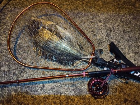 2022/03/12 南港ヘチ釣り釣行 ~ 歳無し釣果!