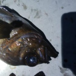 メバル3匹!キジハタ1匹!