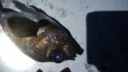 メバル3匹!キジハタ1匹!