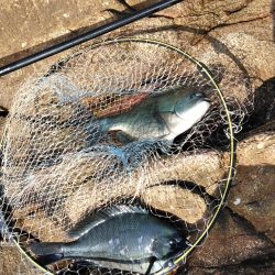 フカセ‥最高ですネ・・