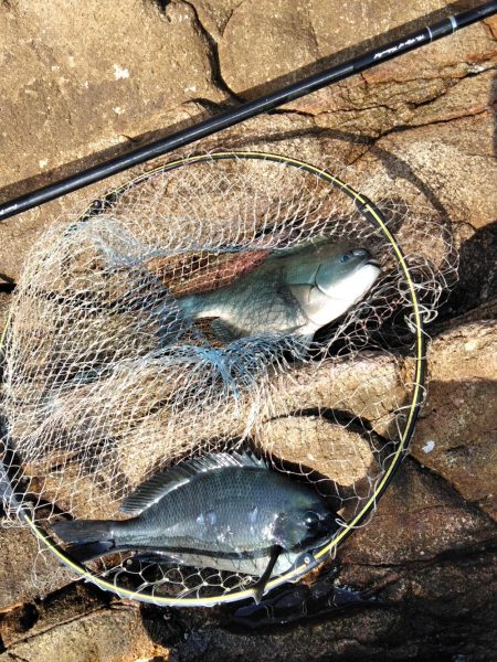 フカセ‥最高ですネ・・