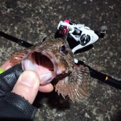 2022/03/20 南港ライトゲーム釣行