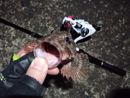 2022/03/20 南港ライトゲーム釣行