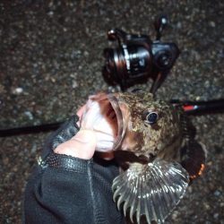 2022/03/26 南港ライトゲーム釣行