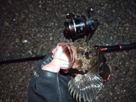 2022/03/26 南港ライトゲーム釣行