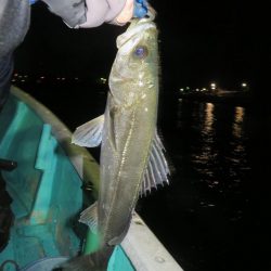 初の夜メバルボートはシーバスラッシュ!